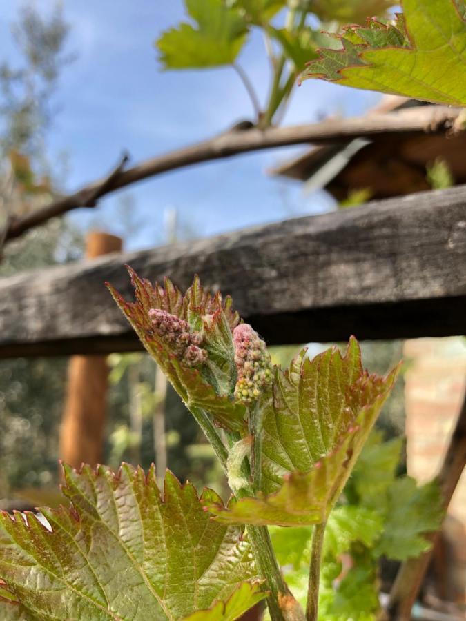 Agriturismo San Giusto ソヴィチッレ エクステリア 写真